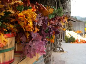 657078_fall_colors 657078_fall_colors