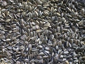 Sunflower_Seeds Sunflower_Seeds