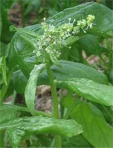 Spinach Spinach