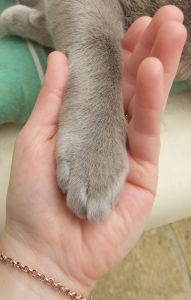 paw in hand paw in hand