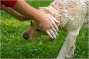 Dog Washer