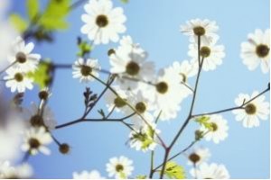 flowers Life